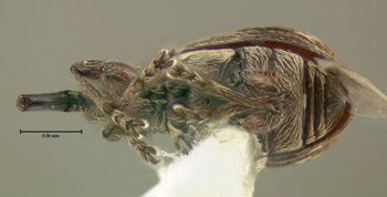 Media type: image;   Entomology 613530 Aspect: habitus ventral view